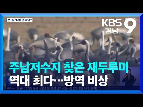 주남저수지 찾은 <strong>재두루미</strong> 역대 최다…방역 비상 / KBS  2023.01.06.
