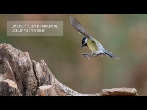 Video: Come Fotografare Gli Uccelli