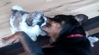 Walks Through Life - YouTube