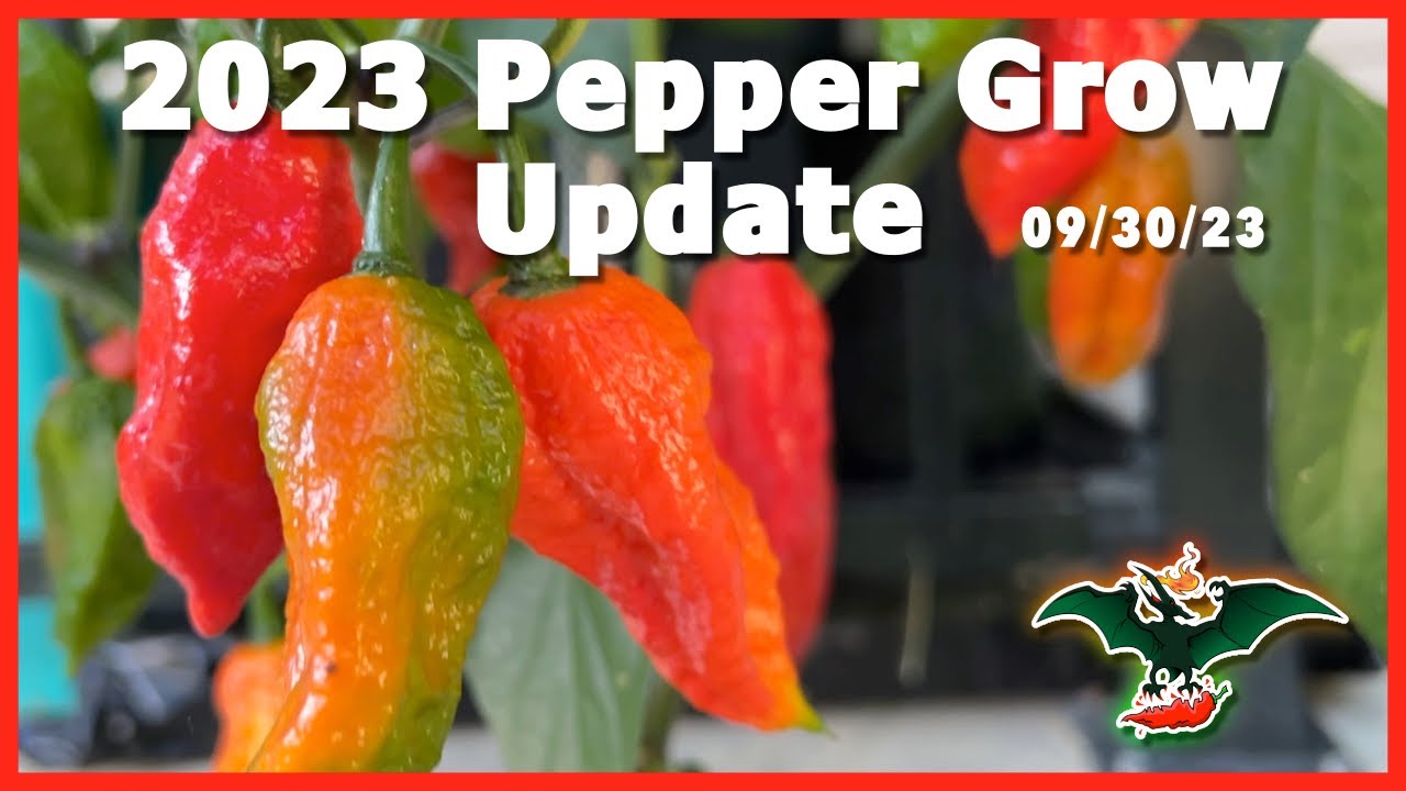 Pepper grow update - 09/30/23
