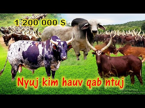 Video: Cov mis nyuj kim tshaj qhov twg?