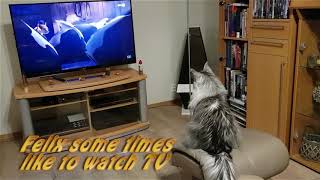 Maine Coon Felix protesting against a news channel by Maine Coon Felix 4,557 views 3 years ago 59 seconds