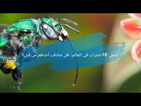 أجمل 10 حشرات في العالم