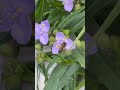 Buzz about Bees in the Garden and in the Farm #farmlife #gardeningtips #farmtips #gardening #bees