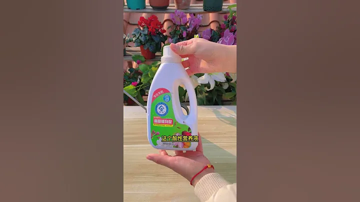 茶花掉葉不開花，一定要定期使用酸性肥，才能長的更好，愛開花#茶花 #養花小知識 #肥料  #花卉綠植 - 天天要聞
