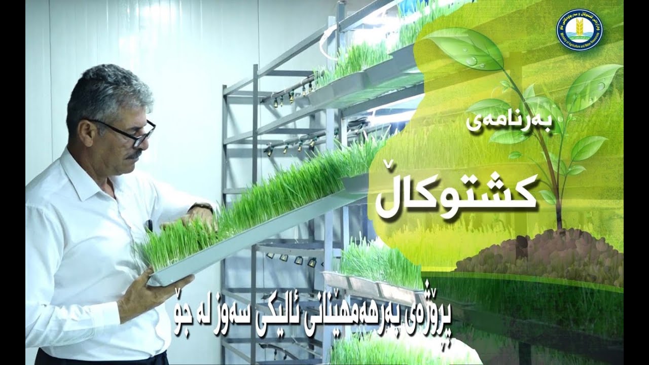 پڕۆژەی بەرهەمهێنانی ئالیکی سەوز لە جۆ