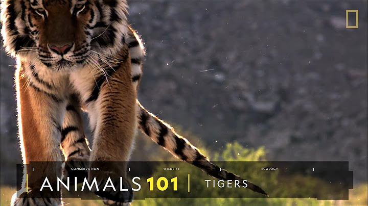 101動物教室：老虎《國家地理》雜誌 - 天天要聞