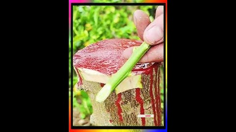 # ghép cây bưởi # ghép cây bưởi # công nghệ ghép cành # ghép cành