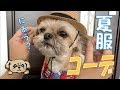 【コーデ紹介】子犬の夏服！季節先取りアロハ - Puppy Summer Clothes -【チワワ×シーズー】