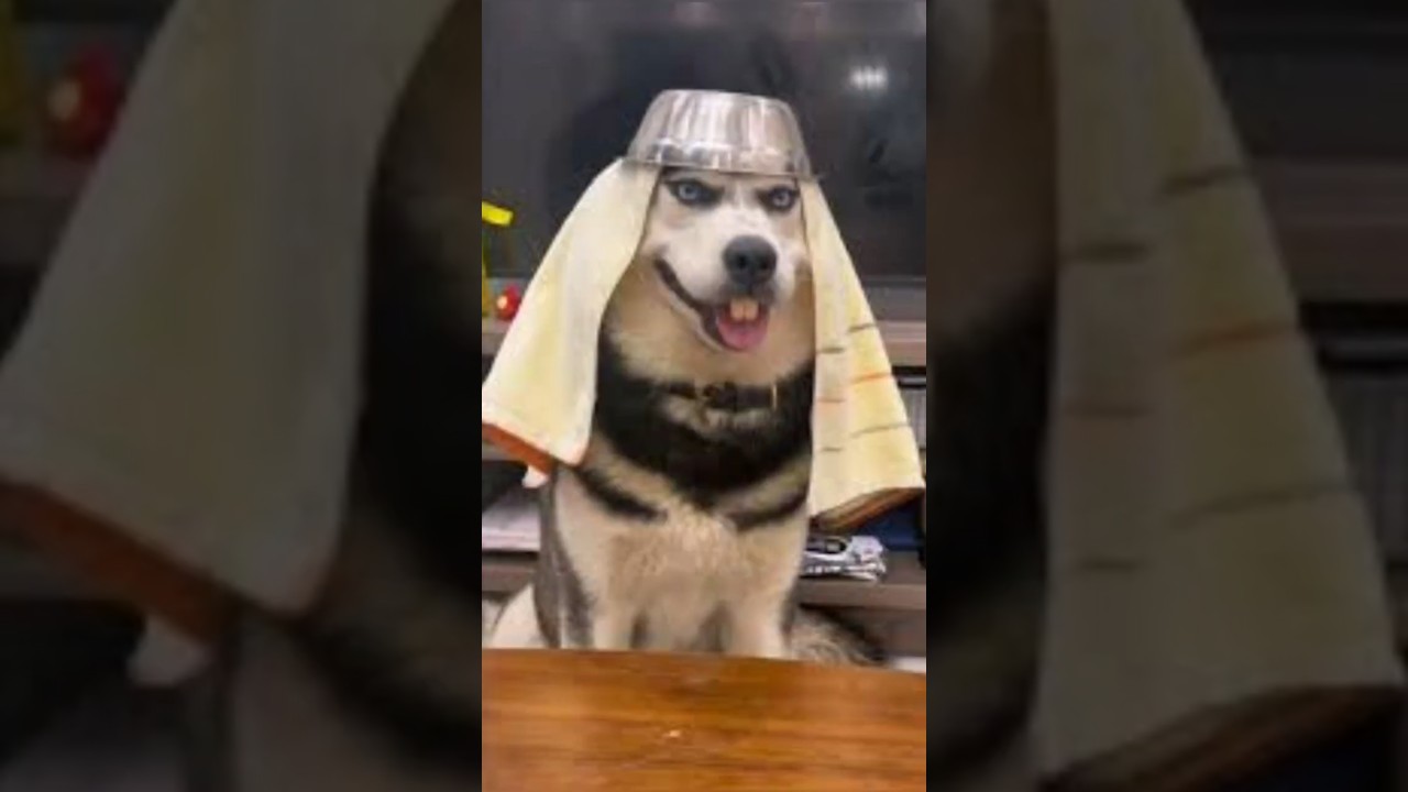 Эффектный хаски 