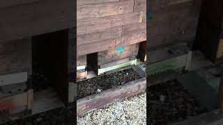 Download Lagu Připravuji povídání: Ochlazení a mráz mi znemožnil na stanovišti na Vysočině léčení fumigací. MP3