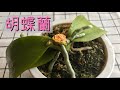 問題ありの胡蝶蘭。あれこれやってます(笑)