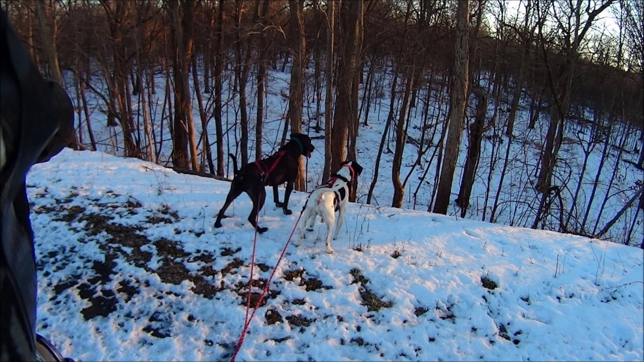 Snow Scooter joring 1/ 3/ 2017 YouTube