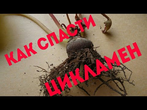 Цикламен (Cyclamen) Спасаем цикламен после залива.