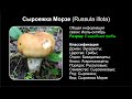 Сыроежка Морзе (Russula illota)