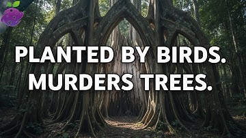 15 bomen die zo vreemd zijn dat je niet gelooft dat ze bestaan