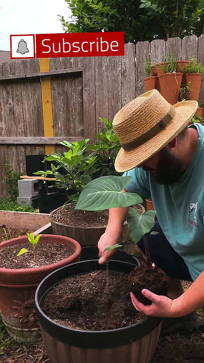 Unveiling the Beauty of Taro: A Planting Guide