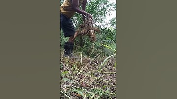 Cassava harvesting part 960 #shorts #farming #cassava #nature  #cassavaroots #cassavafarming