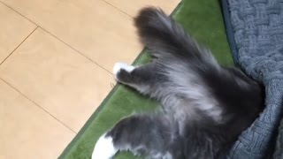 コタツ中に興味津々な猫 ノルウェージャンフォレストキャット Curious in the kotatsu. Norwegian Forest Cat.