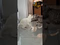 He flirt on his Wife 🤣 and this Happened 😂 #shorts #cat