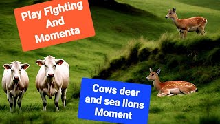 Best Playful Fightings | Funny Playful animals Moment @wildlife0300
