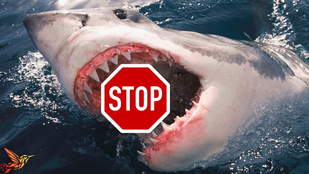 How to Avoid Shark Attacks? | Expert Advice for Swimmers, Surfers, Divers, & Spearfishers