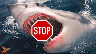 How to Avoid Shark Attacks? | Expert Advice for Swimmers, Surfers, Divers, & Spearfishers