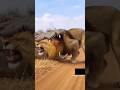 When all animals are in serious mode than😅😅🤣🔥