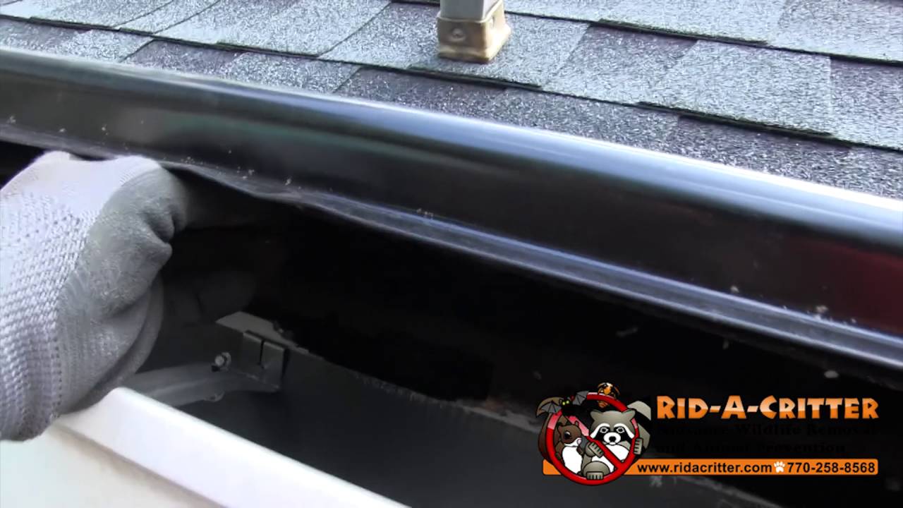 Squirrel Chew Holes And Construction Gap In An Atlanta Home You Squirrel Chew Holes And Construction Gap In An Atlanta Home