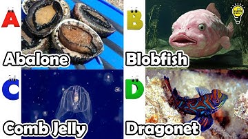 Leer namen van zeedieren | ABC-liedje over zeedieren | Meest populaire zeedieren | Alfabetliedje ...