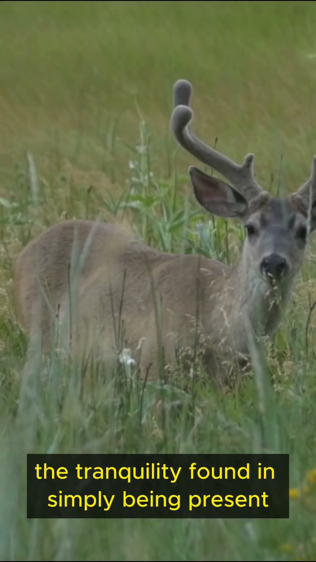 Life lessons from Deer   Part 1 #shorts  #mindfulness #exploration #balance #wisdom #courage #growth