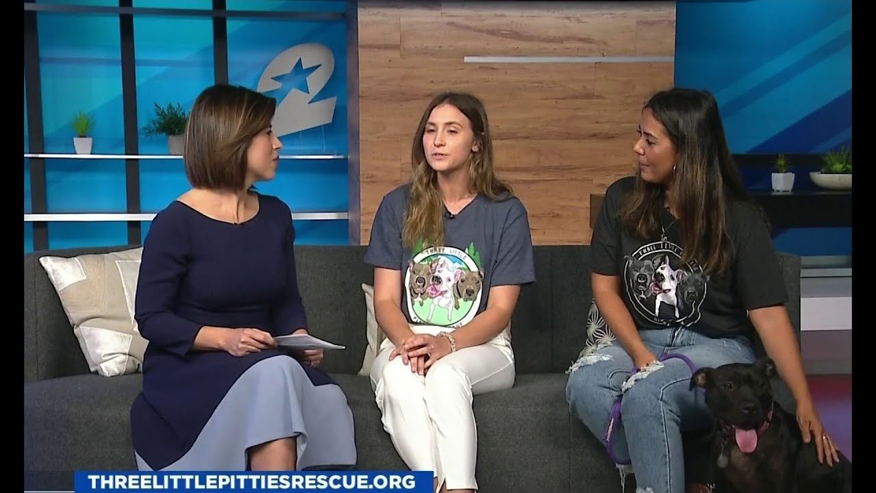 Three Little Pitties Rescue in Friendswood helping canines across Houston