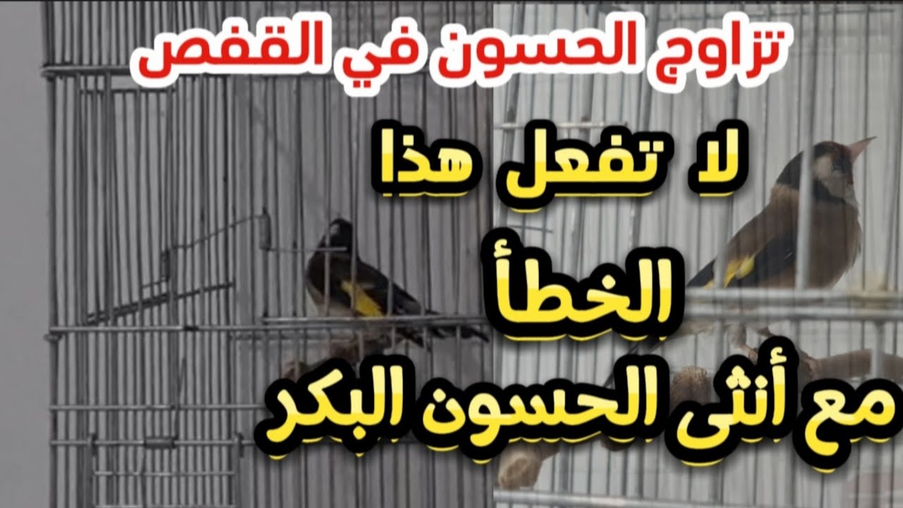 تزاوج الحسون في القفص | لا تفعل هذا الخطأ مع أنثى الحسون البكر |  #birds #الحسون #goldfinch #مقنين