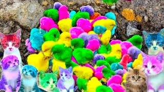 Tangkap Ayam Lucu, Ayam Warna Warni, Ayam Rainbow Gokil, Kelinci, Bebek, ikan hias, Animal Cute 340 by Rumah Sato  4,706 views 5 months ago 6 minutes, 39 seconds