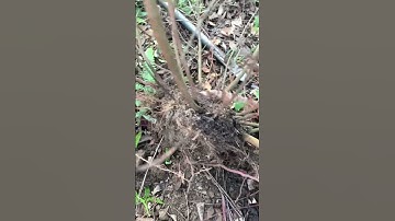 Kìa cây Sim bụi rừng sđt 0793215680