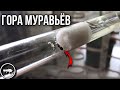 МУРАВЬИ ИЗ ОСЕТИИ // РАСПАКОВКА ПОСЫЛКИ // AntKeeper