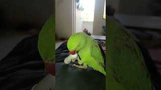 my cute teru mithu🫰#mithu #mithuvlogs #shorts #shortvideo #viral #viralvideo #hindi #teru