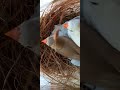 Finch making nest for egg laying || Finch nest || Nest Making for sparrow || Finches