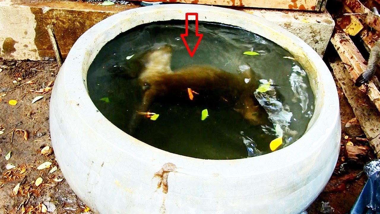 foundation medicine Found Monkey Timo In Water Tank What Happen To A Little Monkey?