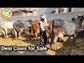 👍For Sale: #Desi #Cows.👍2 Super #Haryana #Breed and one #Sahiwal Breed Cow.👍