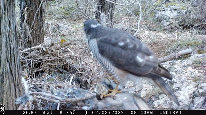 2022 Predator Contest - Judith Martin Royo, Brazil