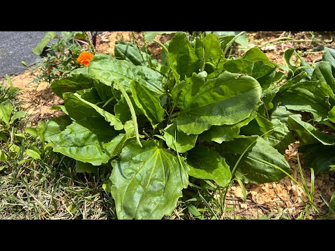 Video: Broadleaf Plantain Weeds: Kawm Txog Kev Noj Plantain Weeds