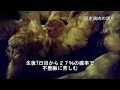 国産鶏肉の実態