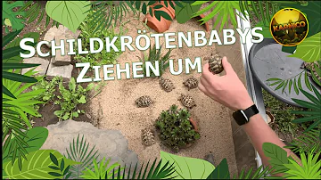 Wie viel Platz braucht eine Baby Schildkröte?