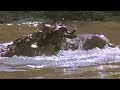 Crocodile strikes Wildebeest! | Massive Nature | BBC Earth