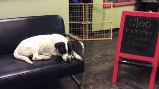 Cleo, A 1-2 Year Old Pitpointer Mix
