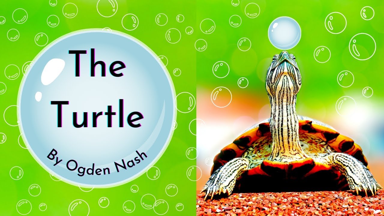 Poem : The Turtle By Ogden Nash