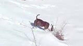 Amstaf - Ollie & Snow