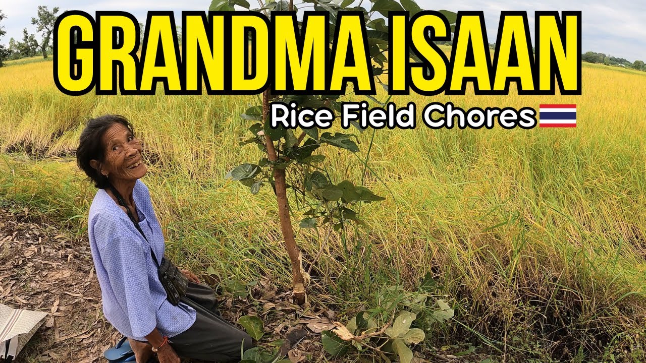 Бабушка Исан показывает мне свои поля жасминового риса 🇹🇭