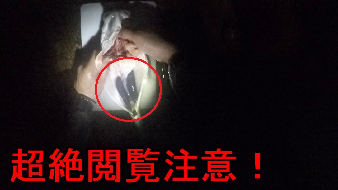 閲覧注意 東京湾で釣ったスズキ シーバス のお腹の中から ありえないくらい気持ち悪い寄生虫が大量に出てきた件 寄生虫爆弾 Youtube